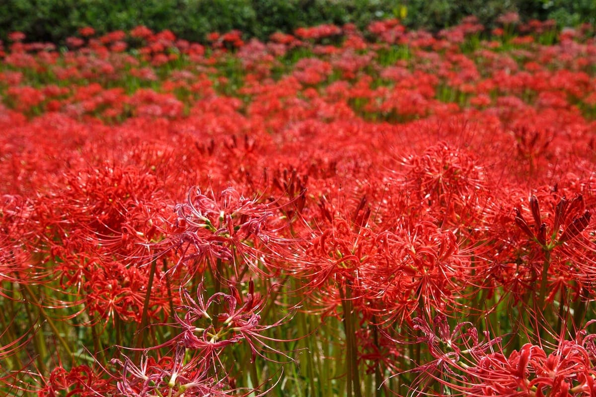 Higanbana Viewing - Yakachigawa