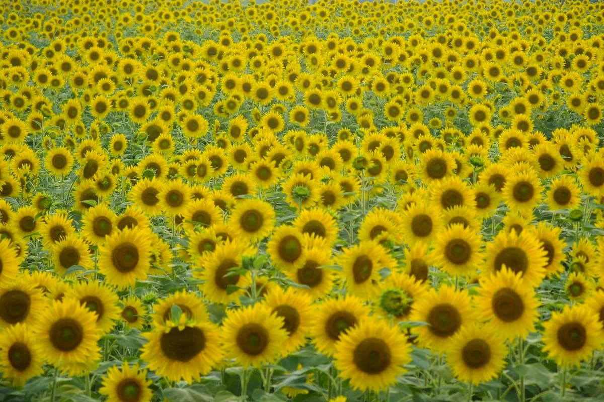 Ono Sunflower Hill