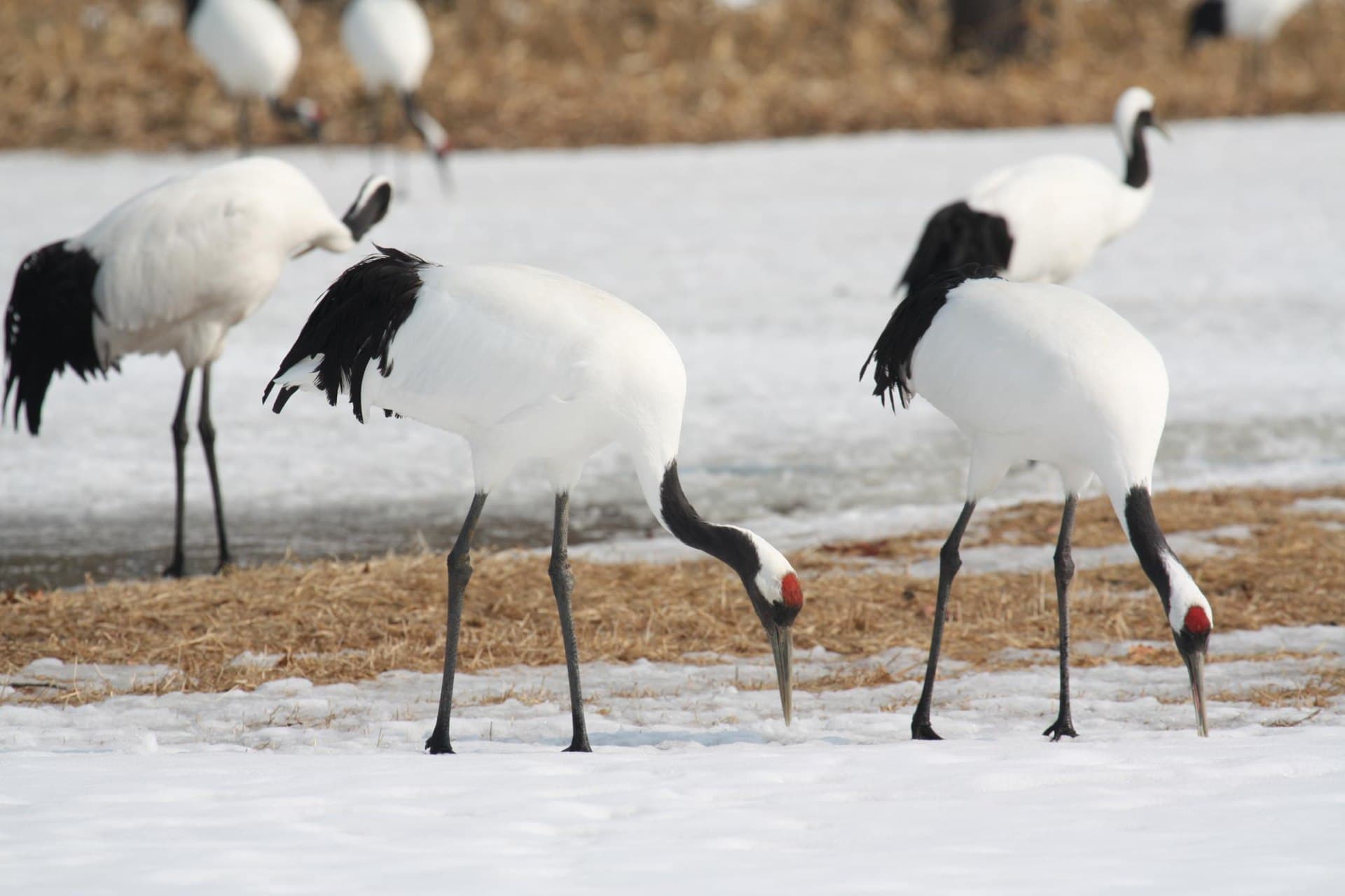 Tsurui Red-Crowned Crane Winter