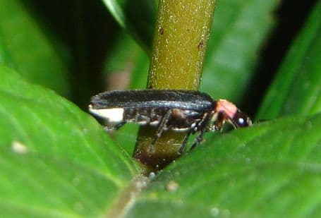 Firefly Viewing at Hokubo Hotaru no Sato