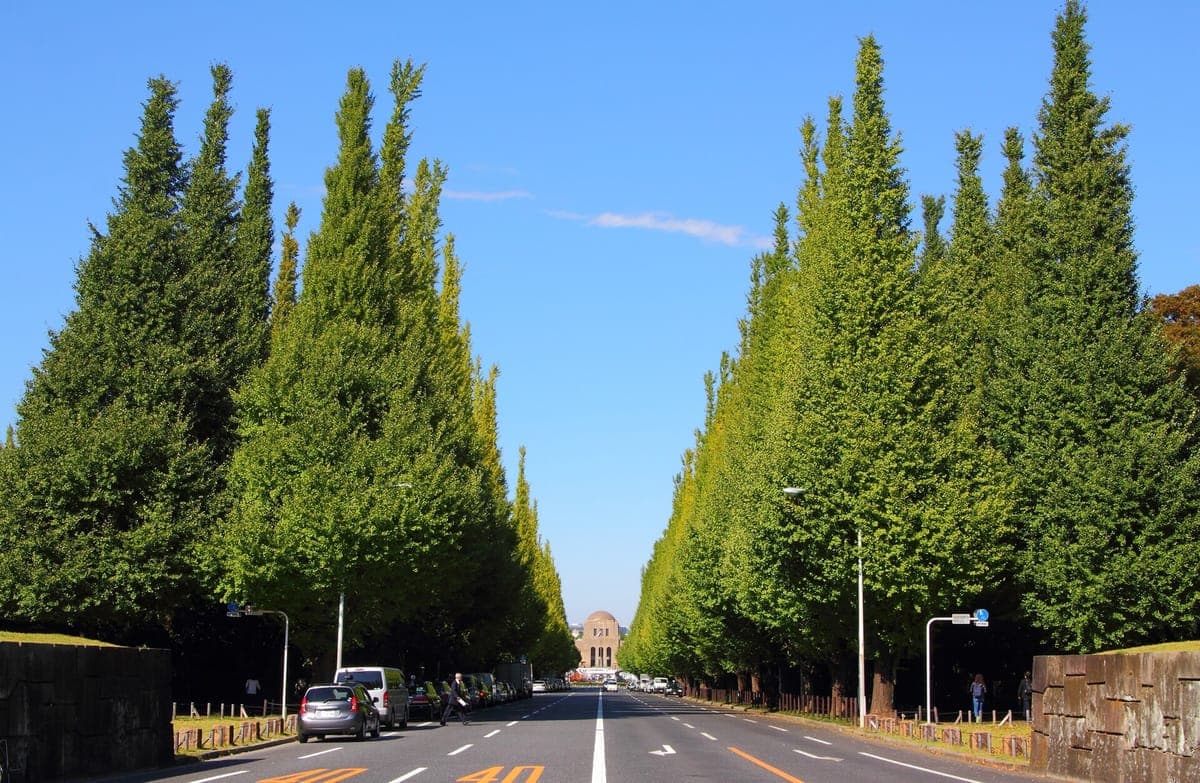 Ginkgo Viewing at Jingu Gaien Icho Namiki