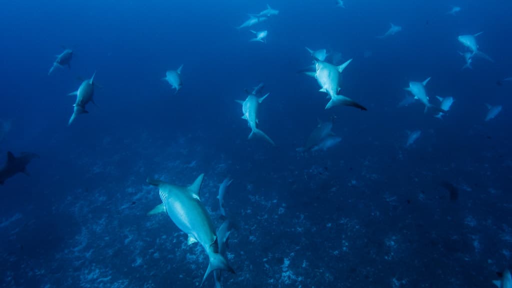 Yonaguni Hammerhead Shark Diving