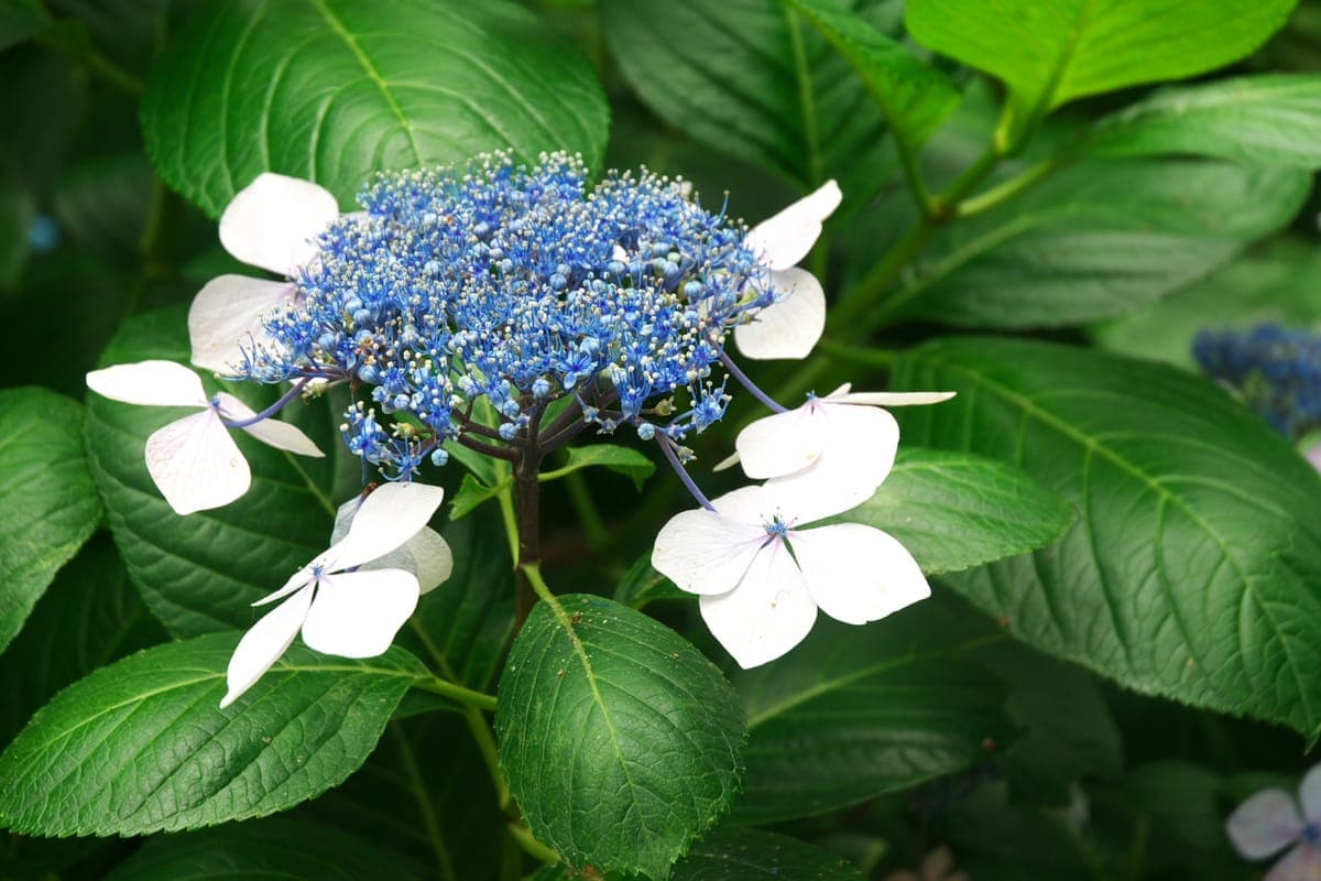 Hydrangea Viewing at Odaiba Island