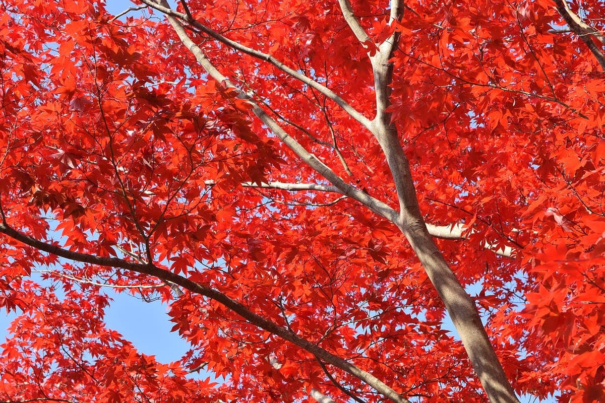 Autumn Foliage Viewing - Hirosaki