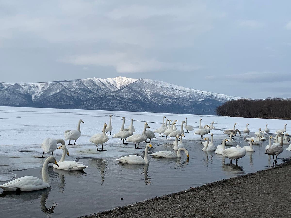 Kussharo Lake Ice