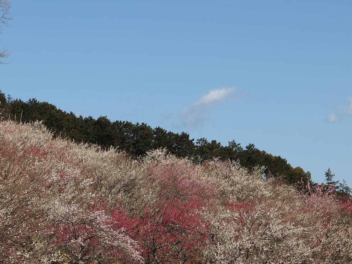 Plum Blossoms at Yugawara Bairin