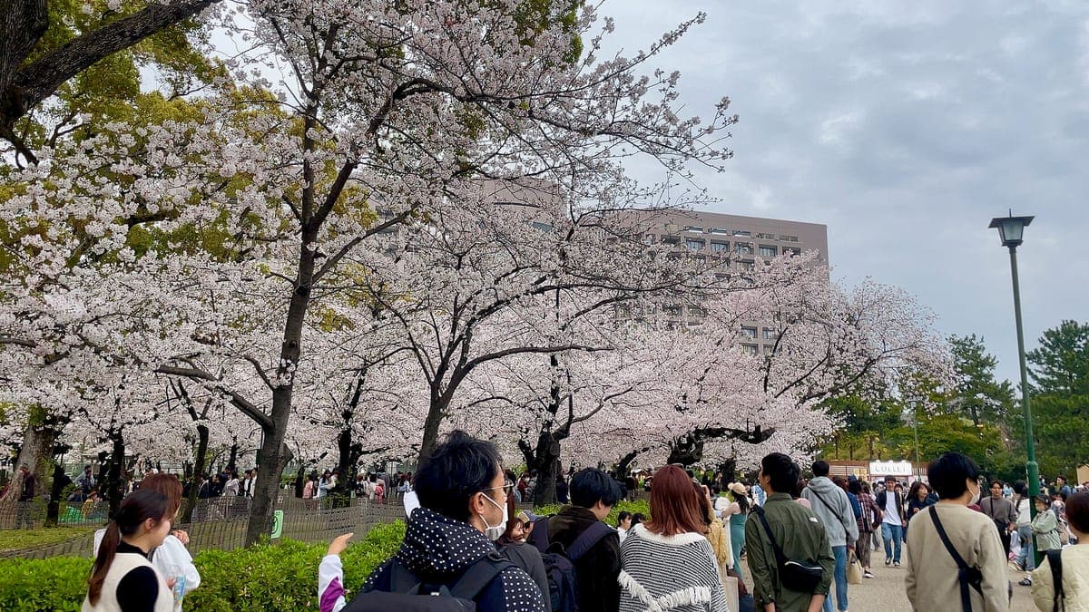 Tsuruma Koen Cherry Blossoms