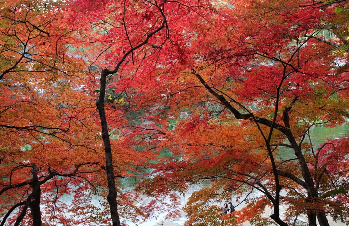 Korankei Autumn Festival
