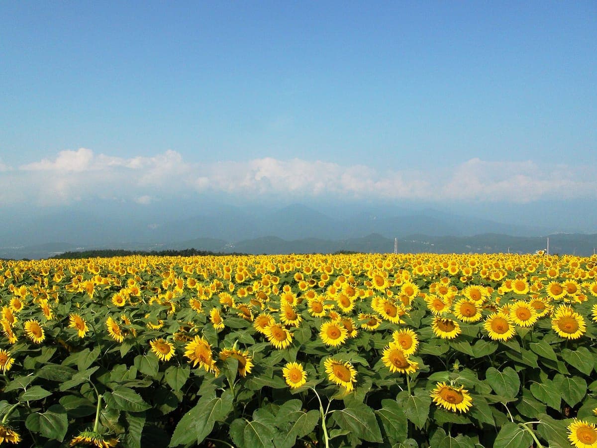 Akeno Sunflower Field