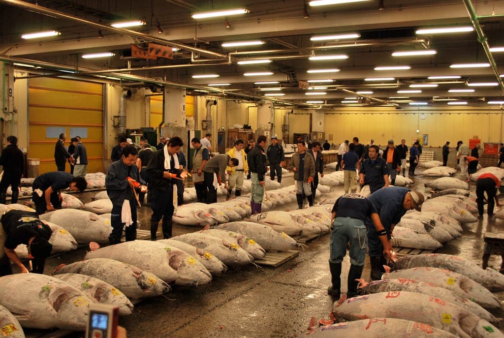 Hatsuseri New Year Tuna Auction at Toyosu Market