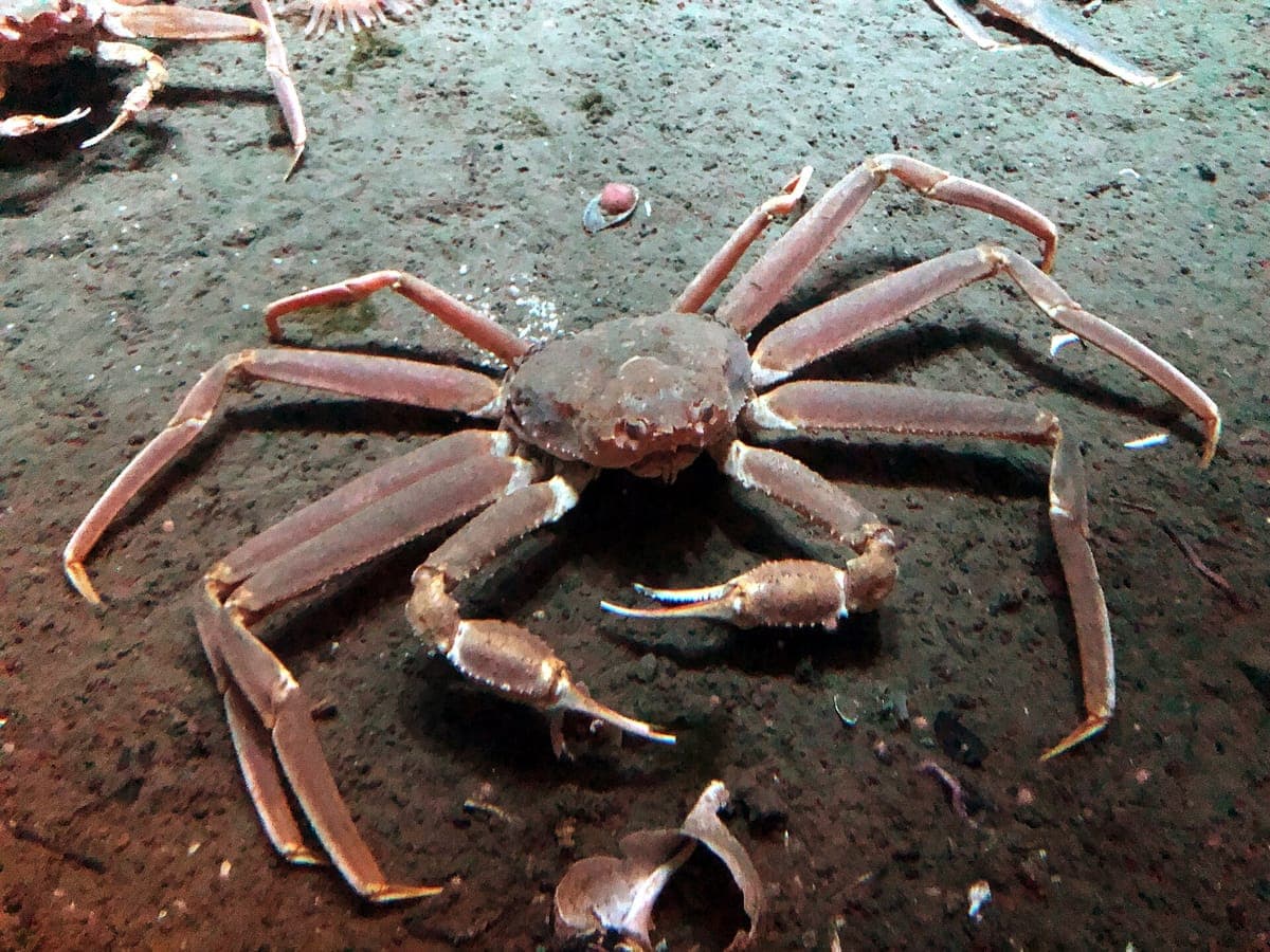 Matsuba Crab Season Opening