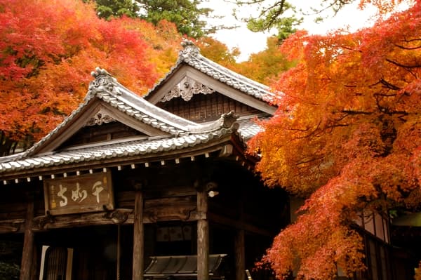 Autumn Koyo at Sennyoji Temple