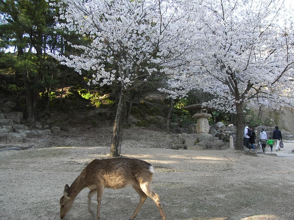 Sakura Season - Miyajima Island Cherry Blossoms