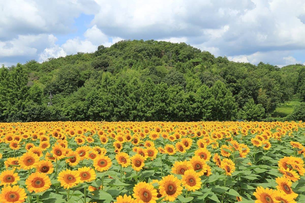 Sera Kogen Sunflowers