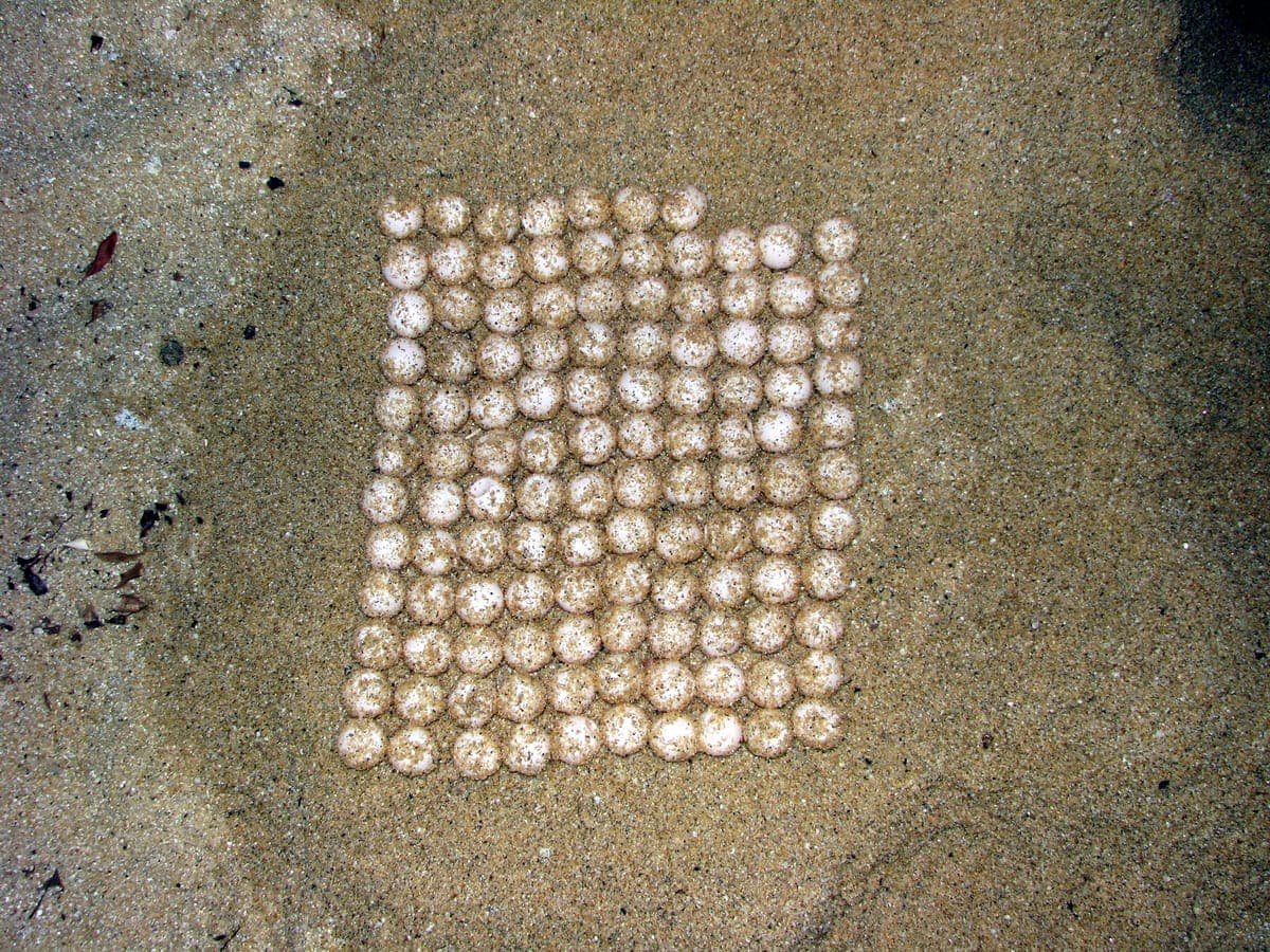 Yakushima Sea Turtle Nesting