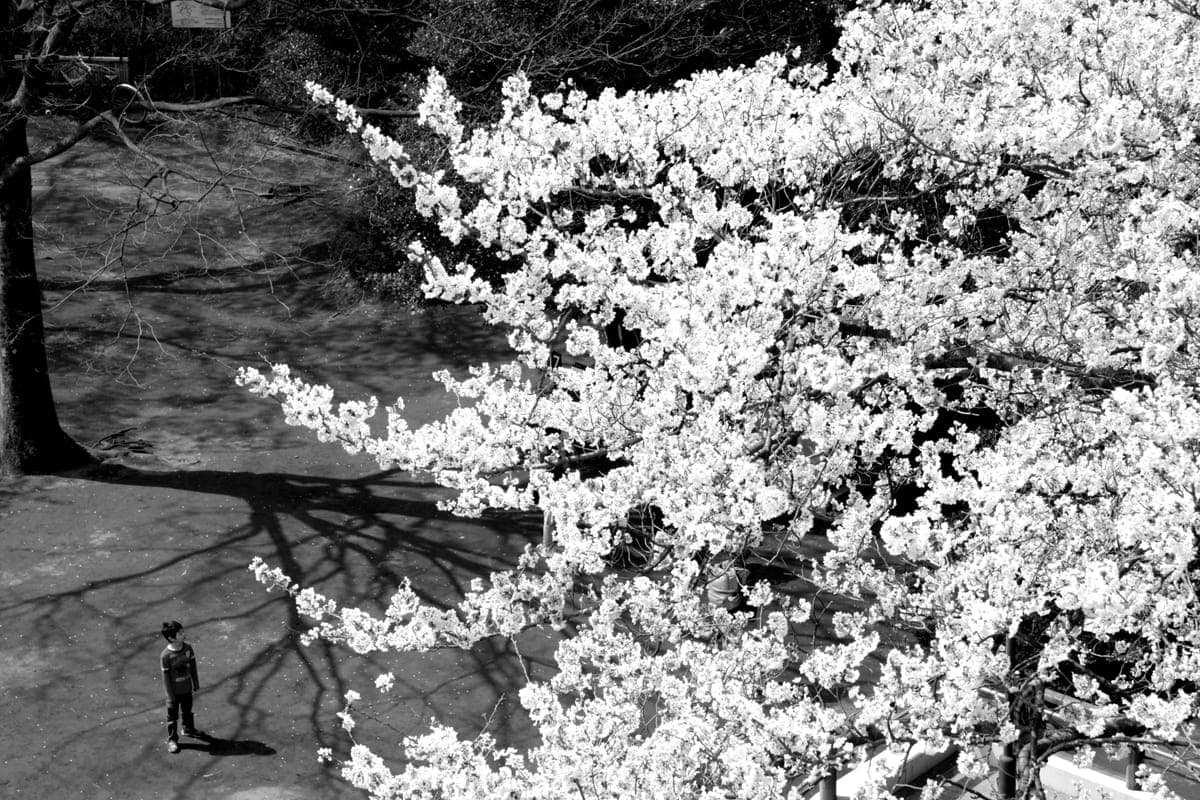 Ikuta Ryokuchi Cherry Blossoms