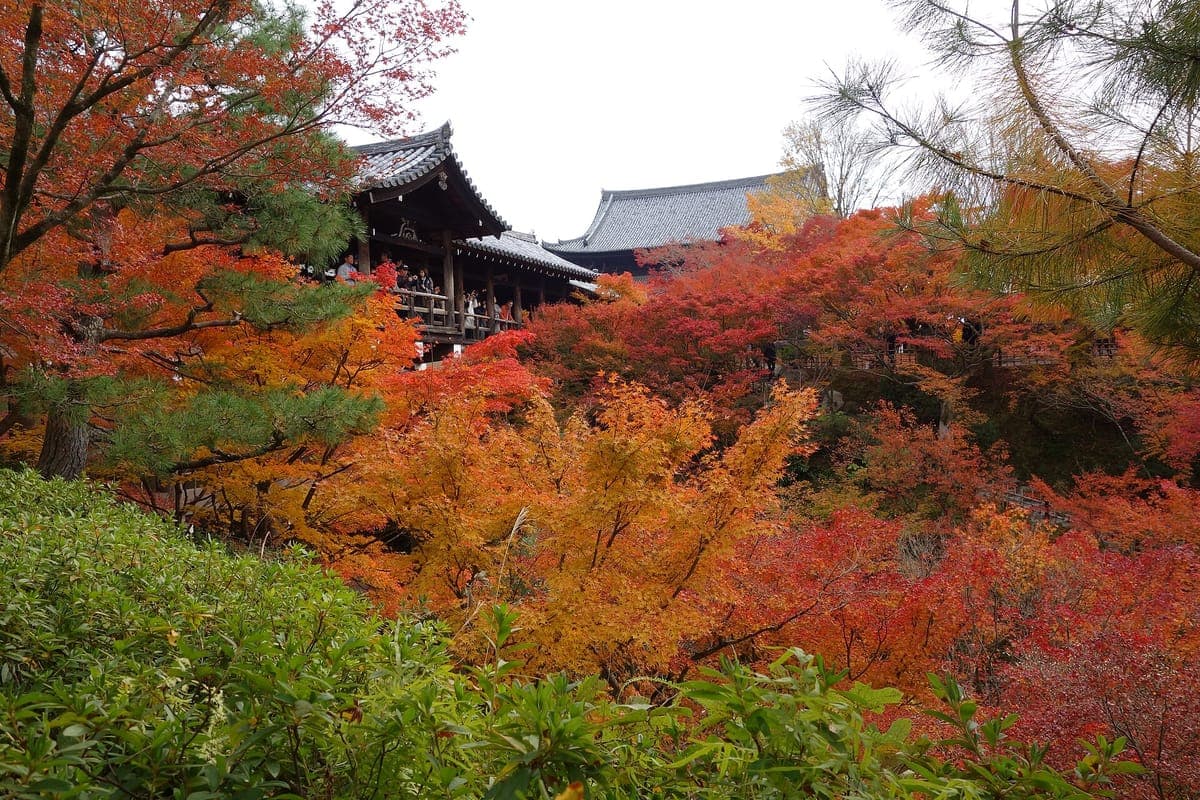 Tofukuji Temple Autumn Leaves