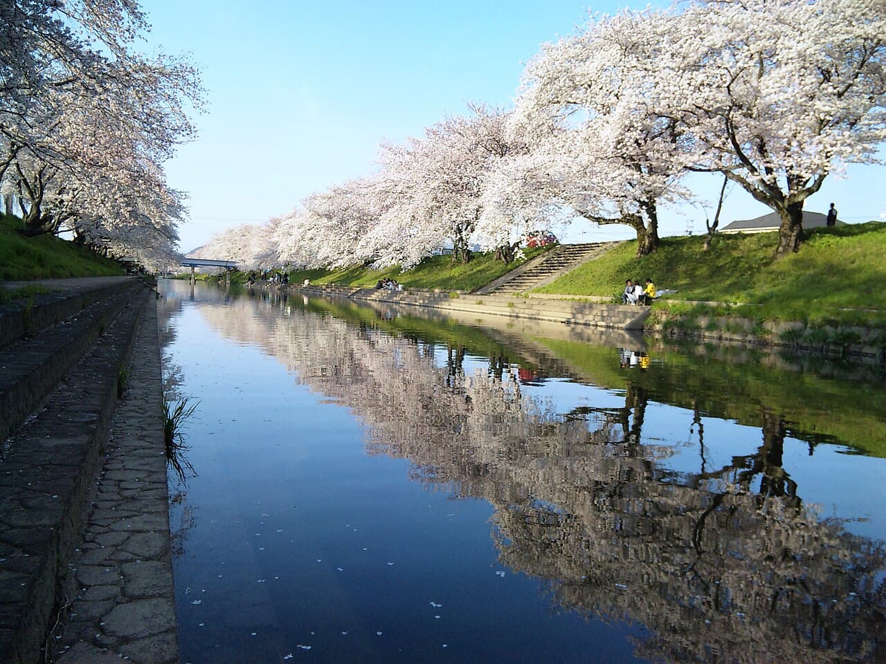 Sakura Season - Sakaigawa River Cherry Blossoms