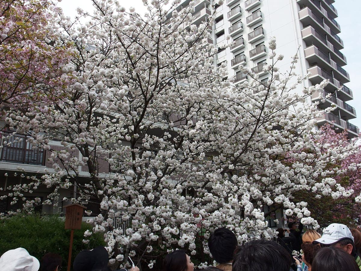 Osaka Mint Cherry Blossom Walk