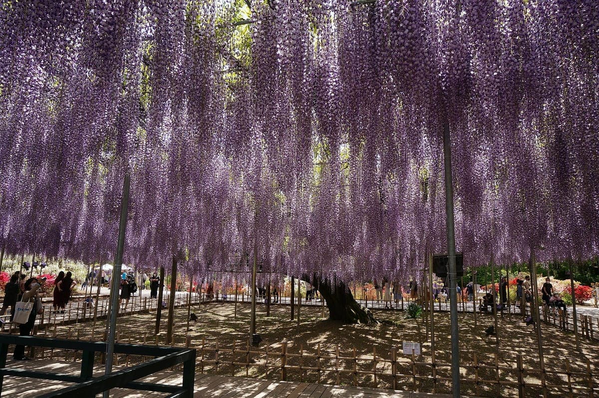 Great Wisteria Festival (Fujinohana Monogatari)