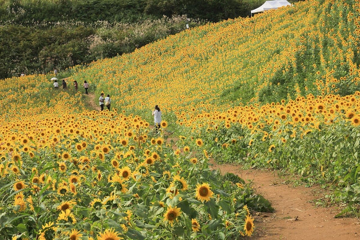 Sannokura Sunflower Field