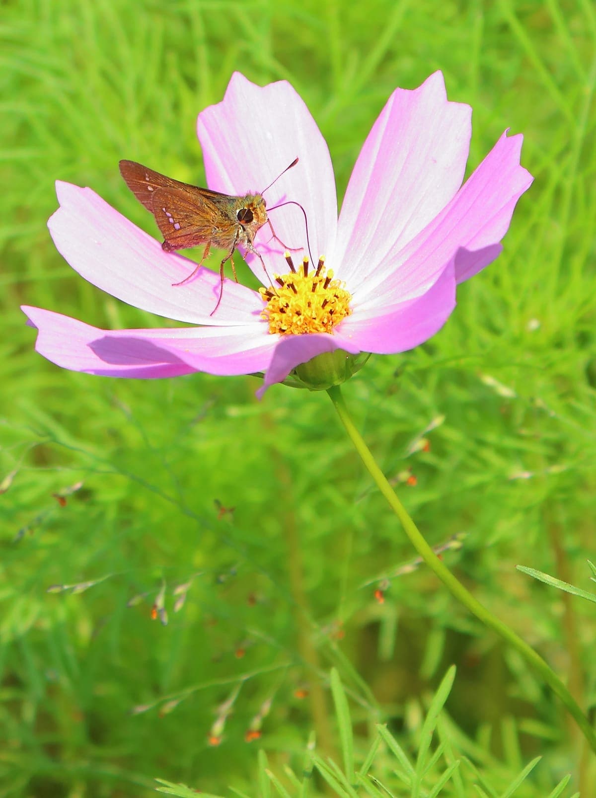 Showa Kinen Park Cosmos Viewing