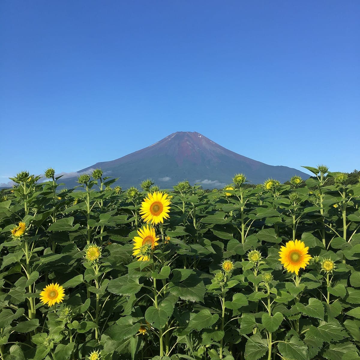 Hananomiyako Koen Sunflower Field