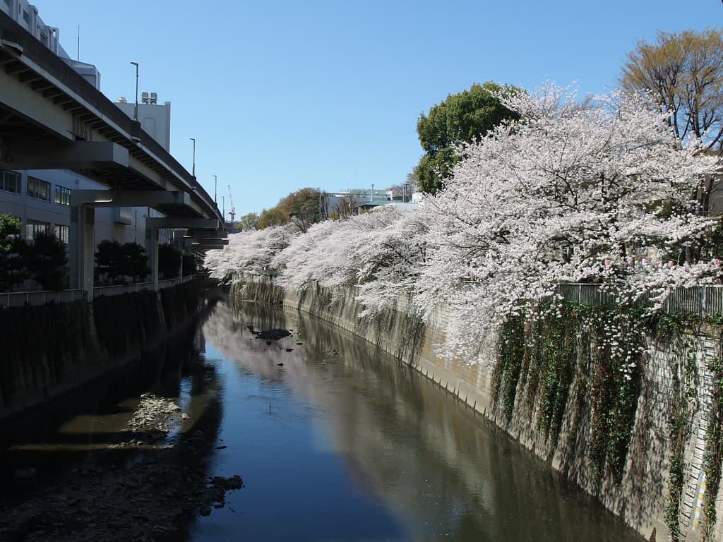 Kandagawa River Cherry Blossoms