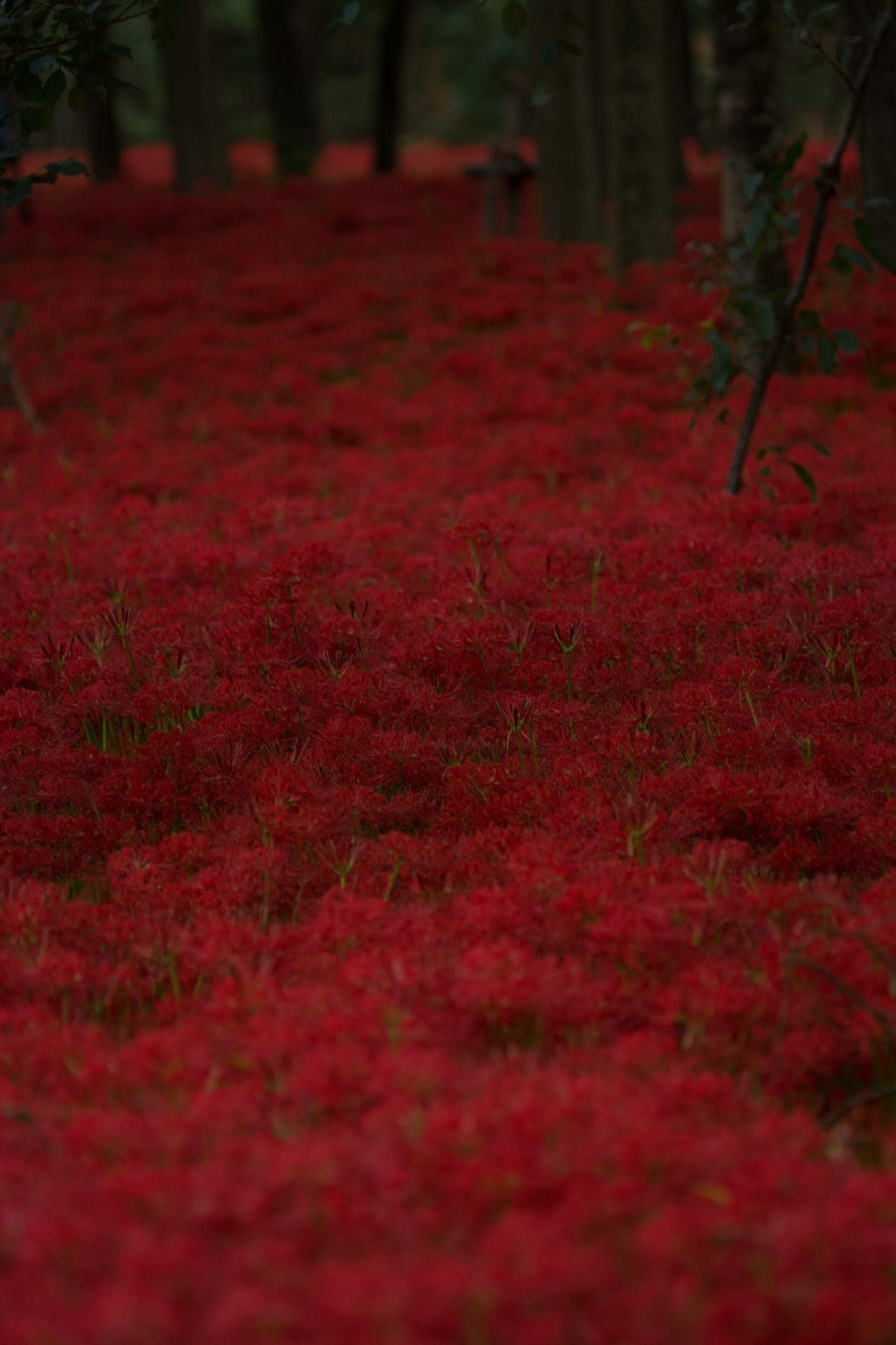 Higanbana Season - Kinchakuda Manjushage Matsuri