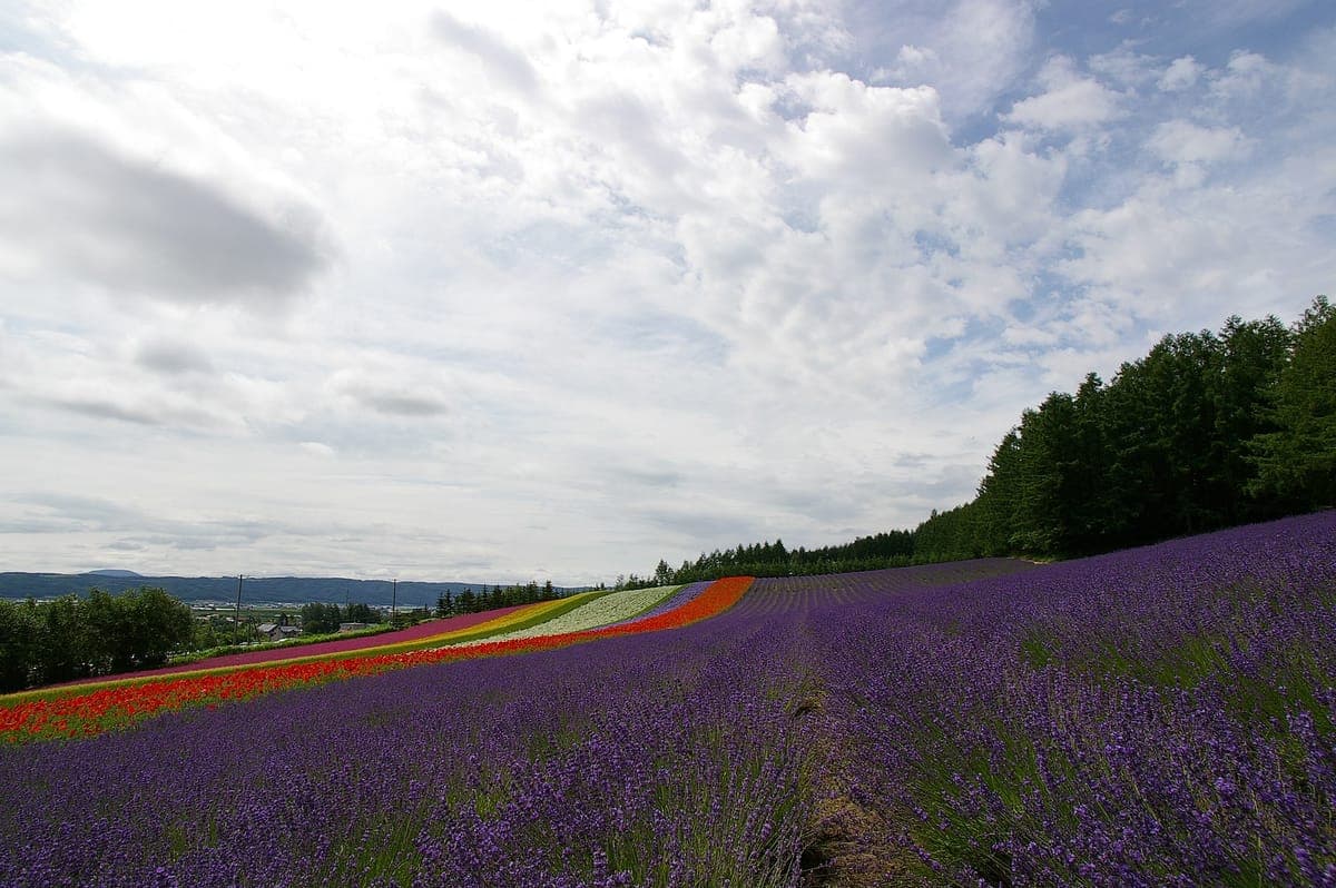 Furano Lavender Festival