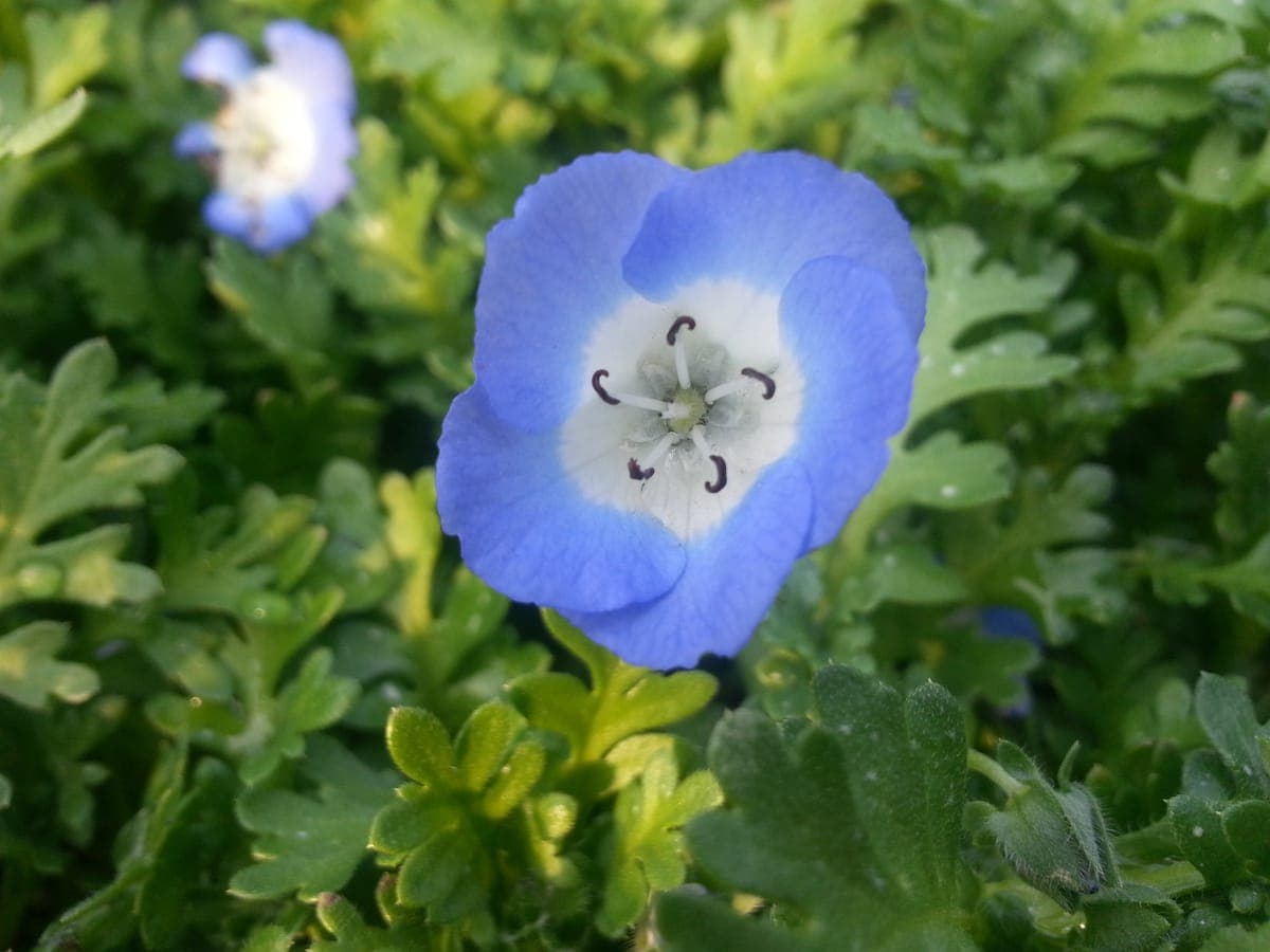 Nemophila Festival 2026 at Osaka Maishima Seaside Park