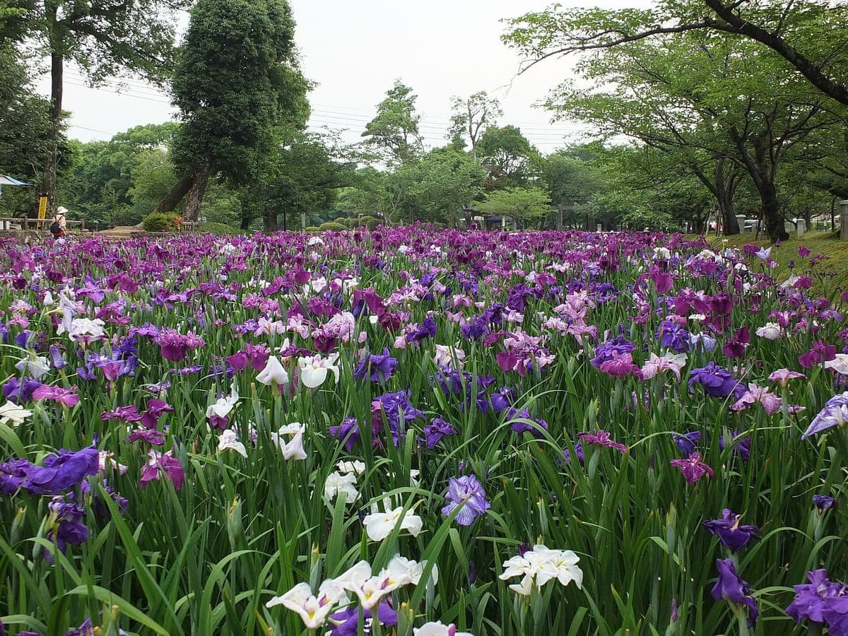 Iris Viewing at Omura