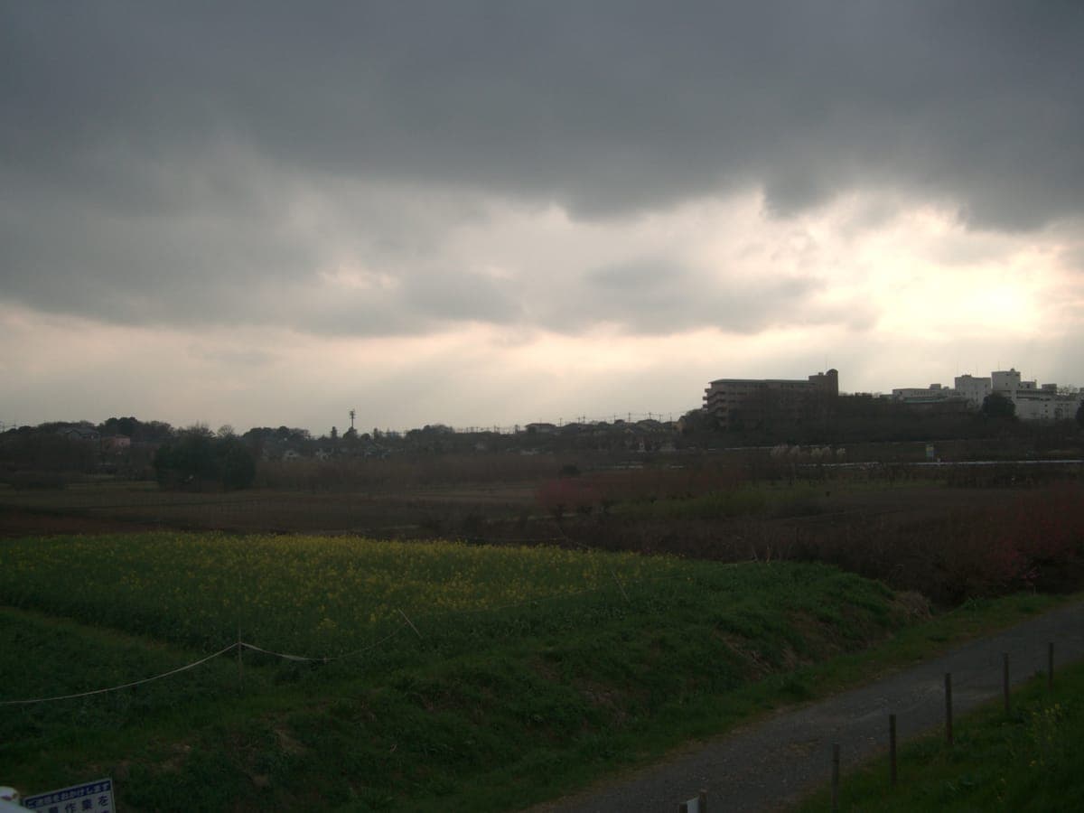 Minuma Rice Paddies