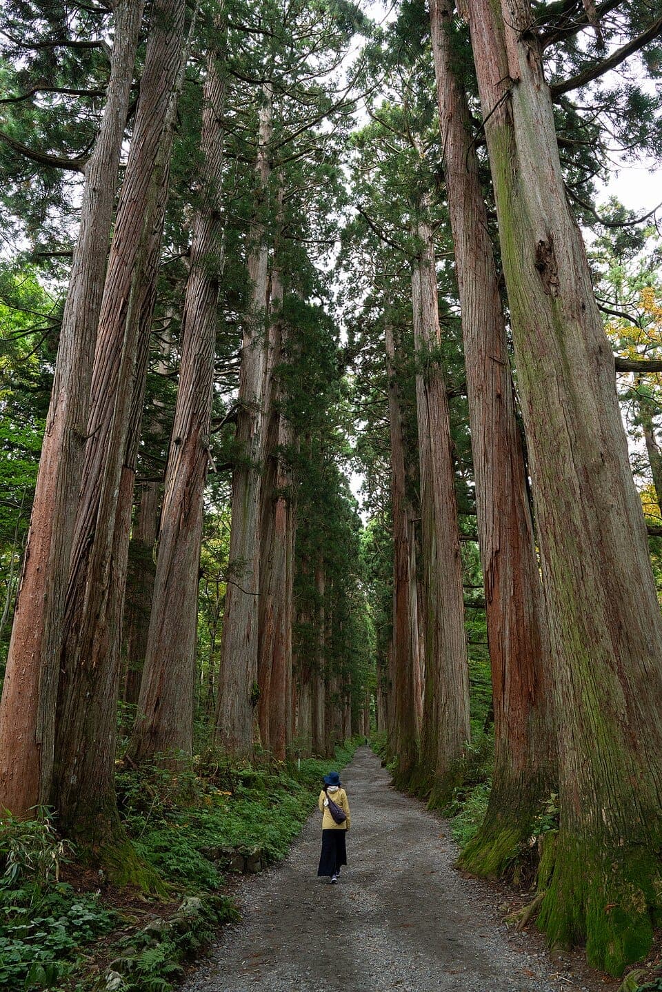 Togakushi Shrine Cedar
