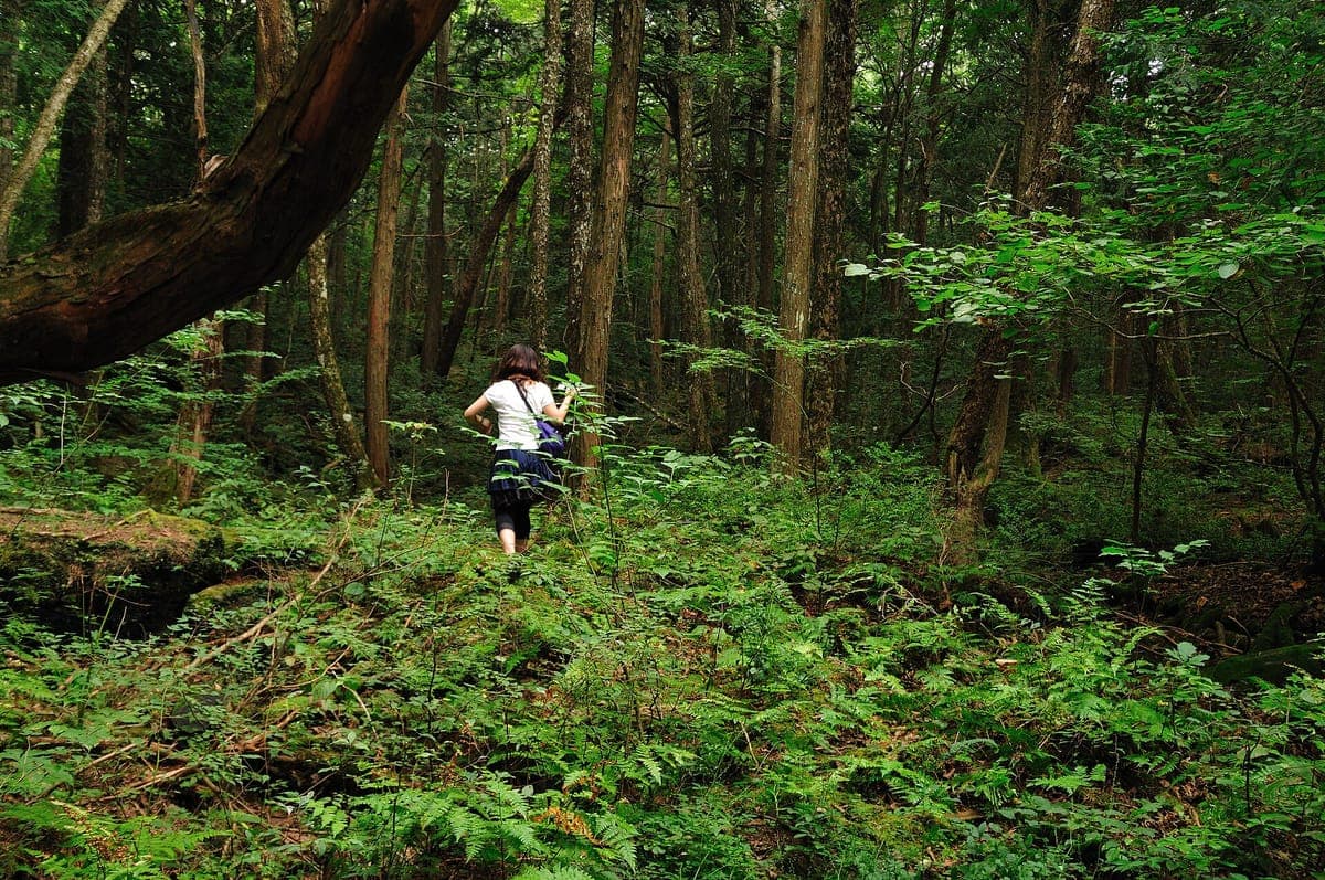 Aokigahara Forest