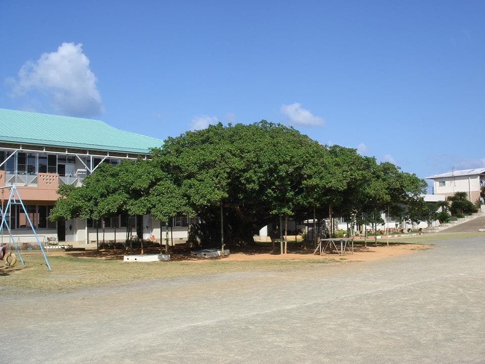 Japan's Largest Gajumaru