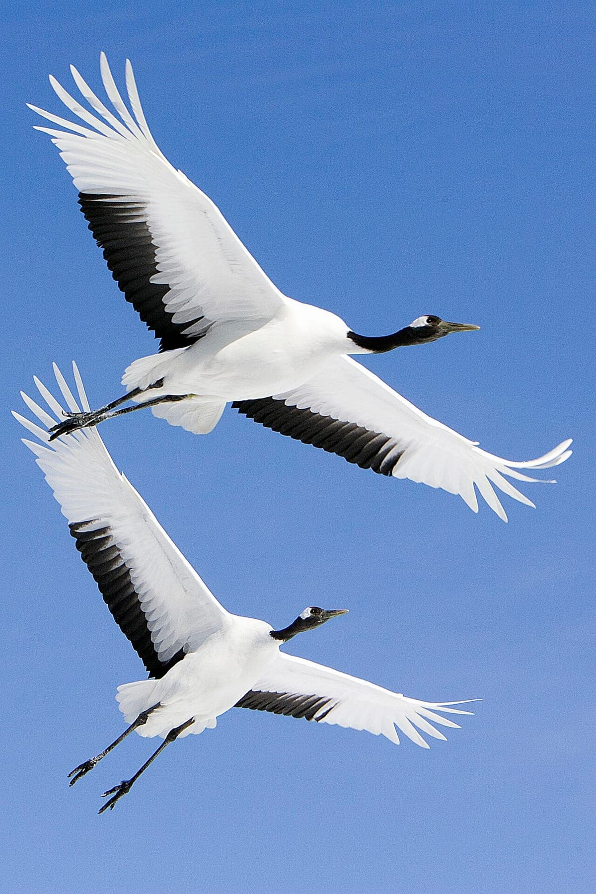 Akan International Crane Center (GRUS)