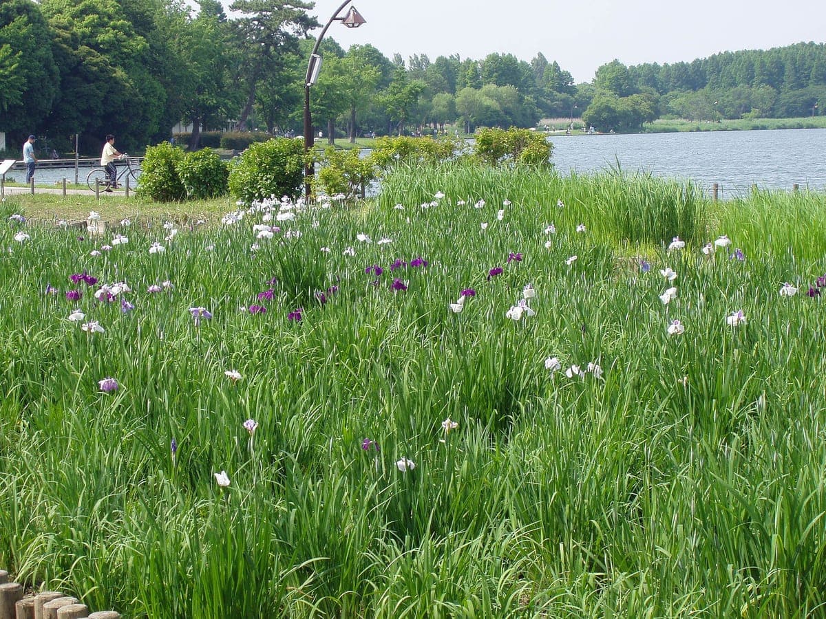 Mizumoto Park Wetlands