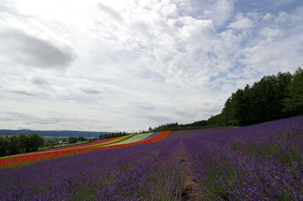 Furano Lavender Fields