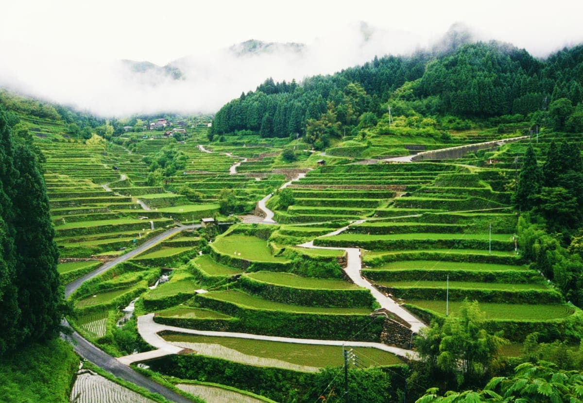 Tsuzura Rice Terraces
