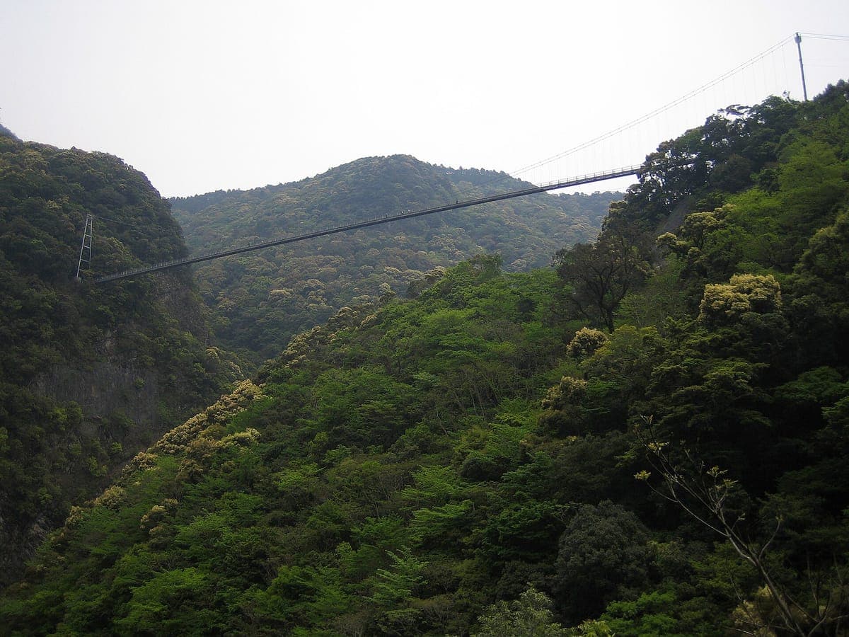 Aya Teruha Forest