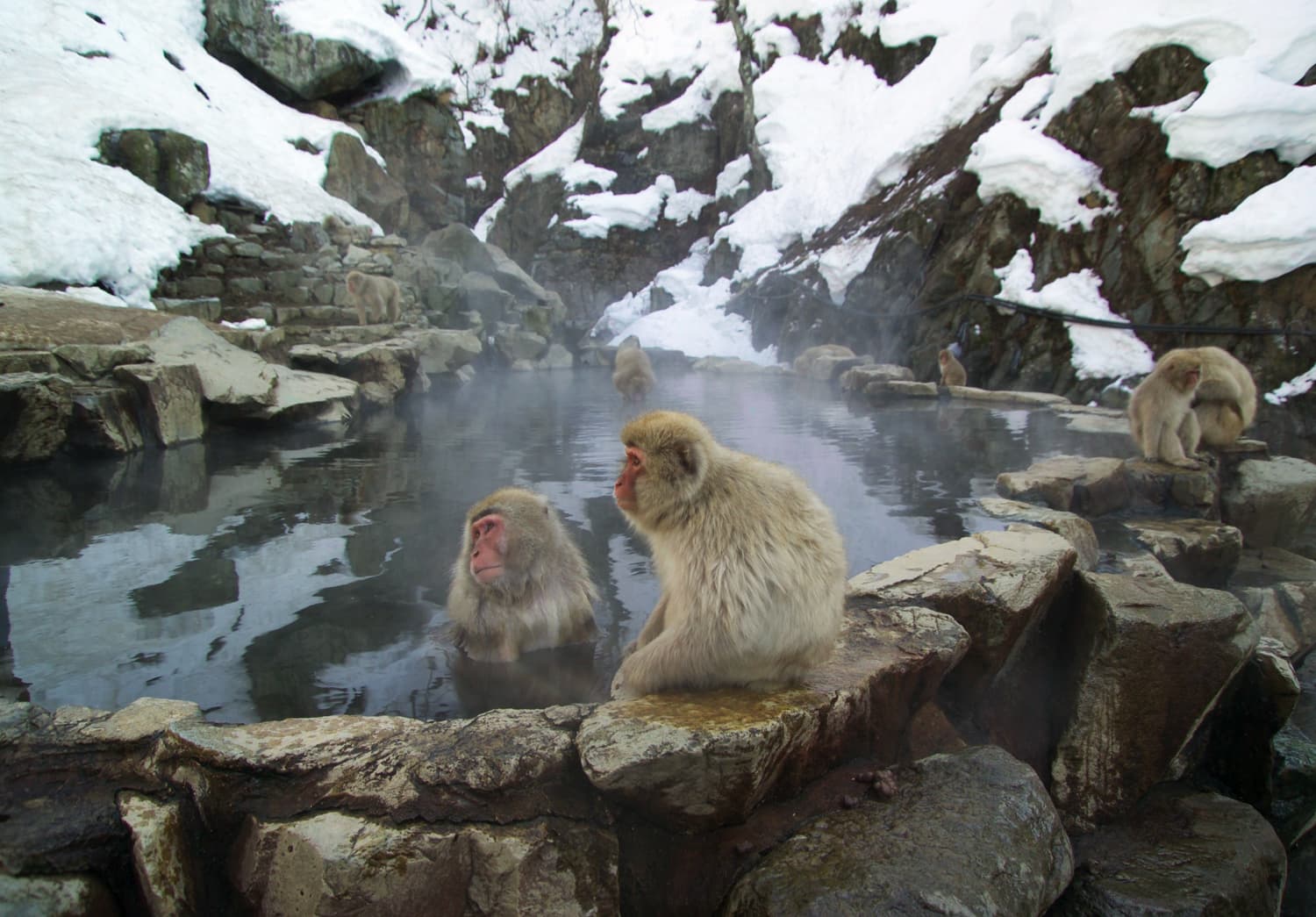 Jigokudani Monkey Park
