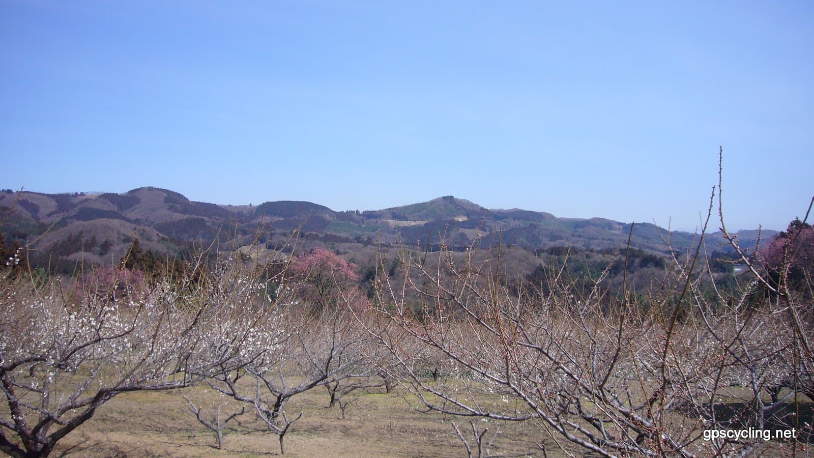 Akima Plum Grove