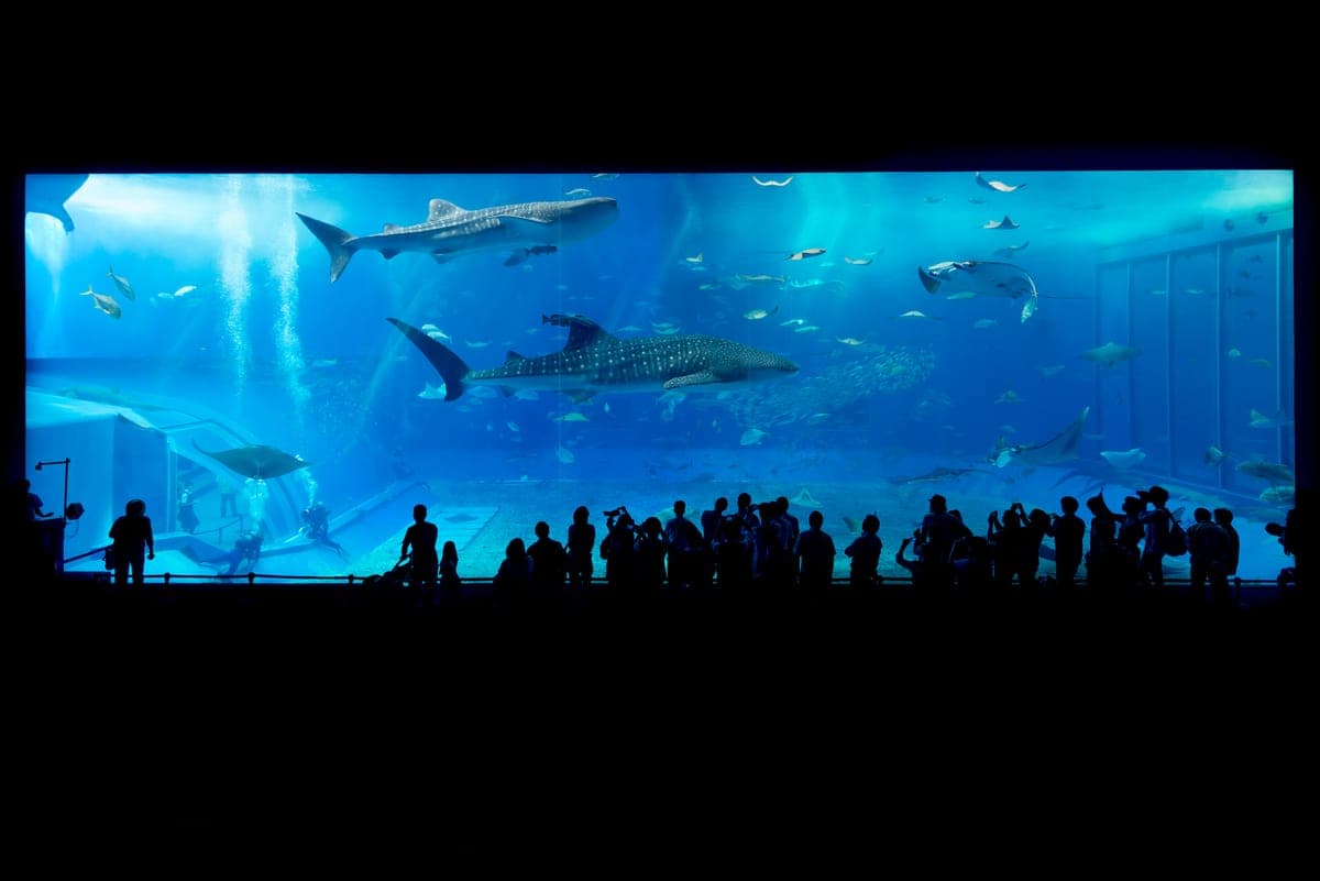 Motobu Ocean Expo Park