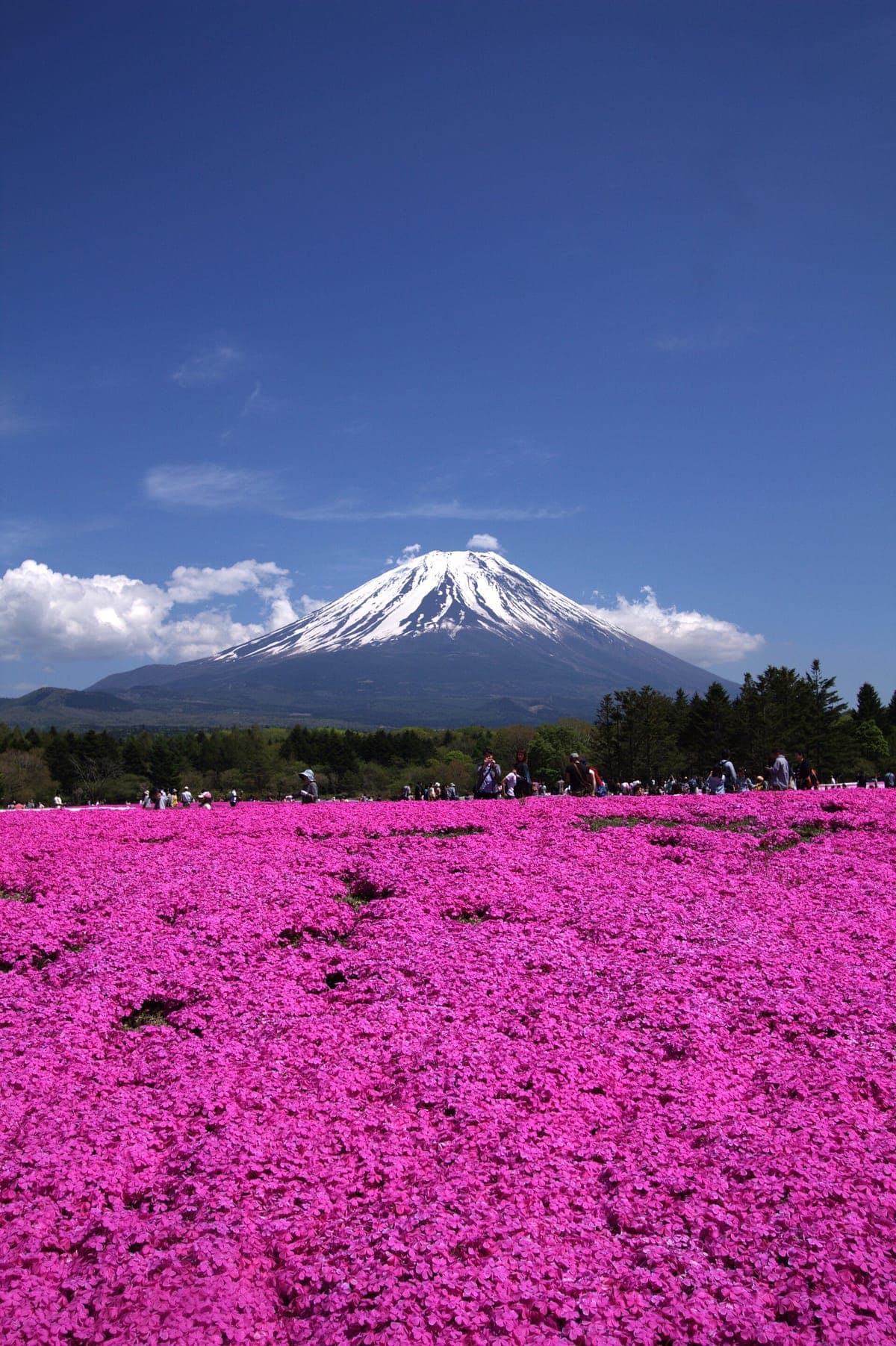 Fuji Shibazakura Festival