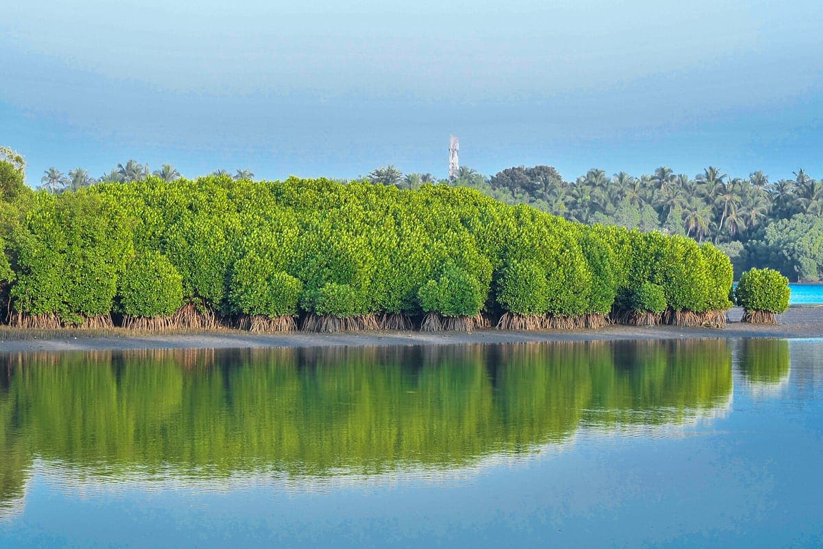 Mangrove Primeval Forest