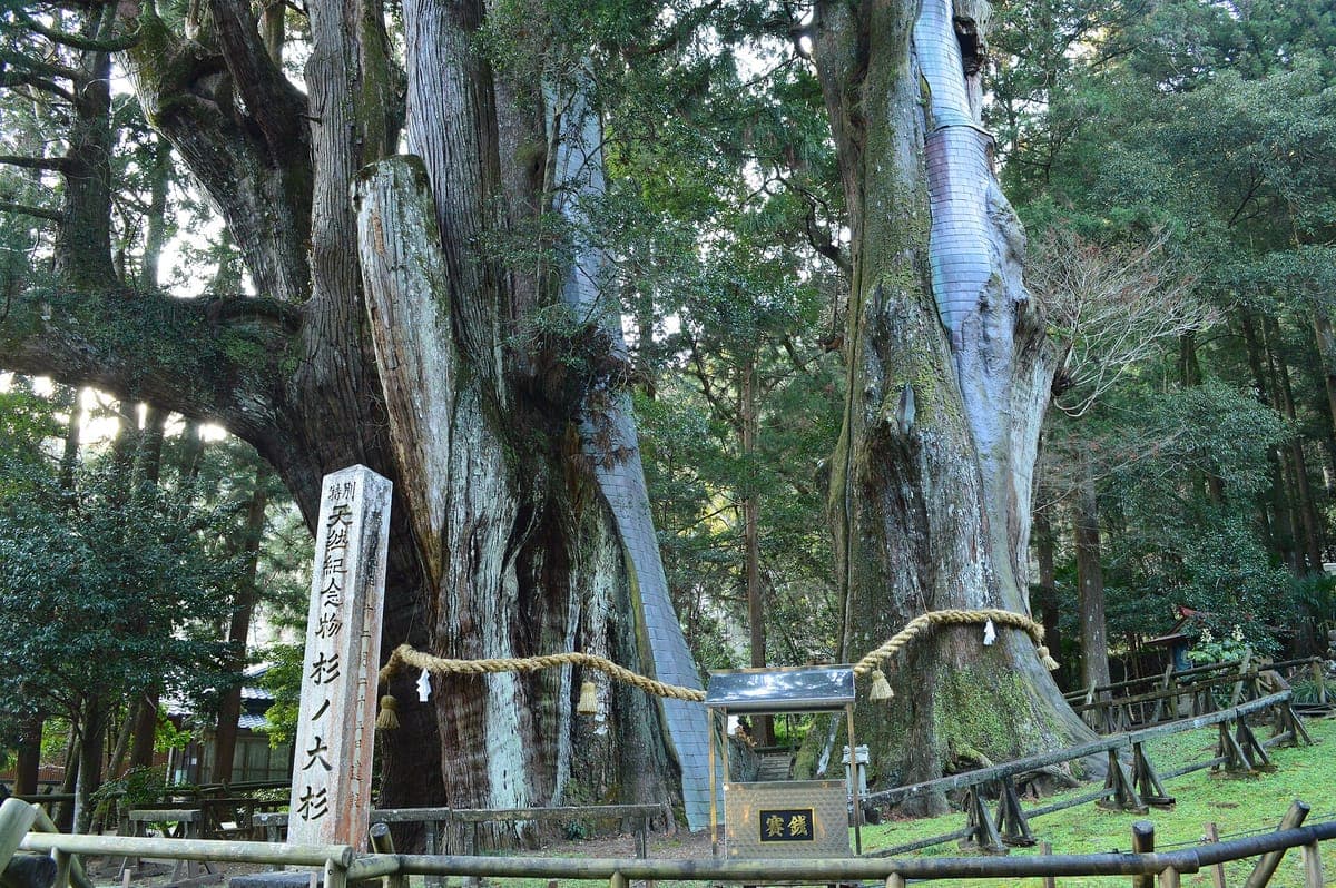 Sugi no Osugi (Great Cedar of Otoyo)