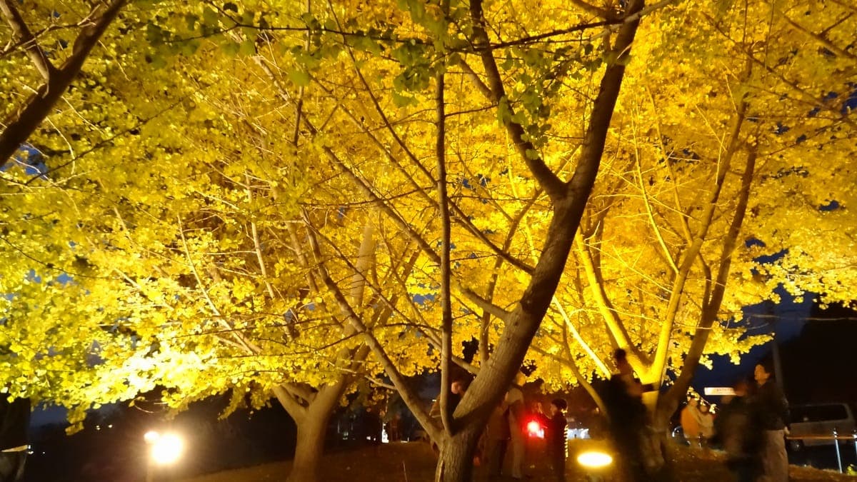 Tarumizu Thousand Ginkgo
