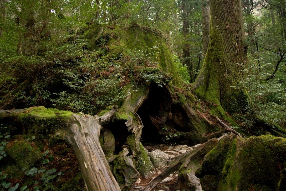 Wilson's Stump