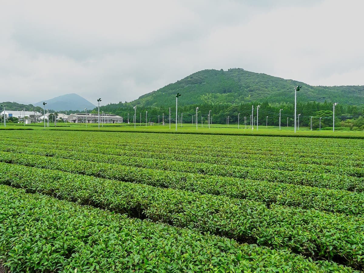 Ei Tea Fields